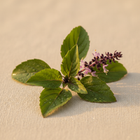 Tulsi plant with flowers – key ingredient